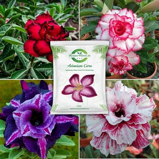 Adenium