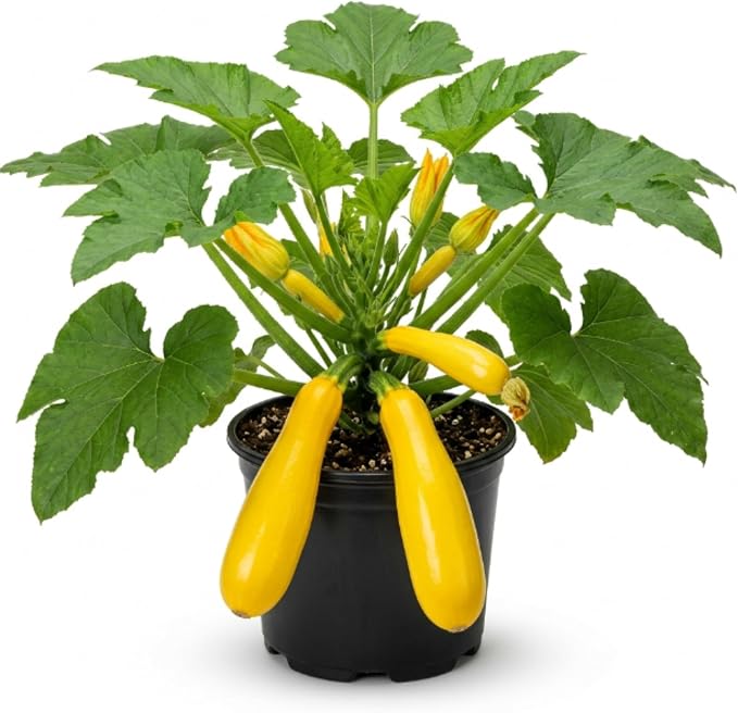 Yellow Squash