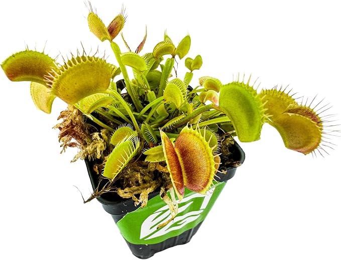 Regular Venus Fly Trap