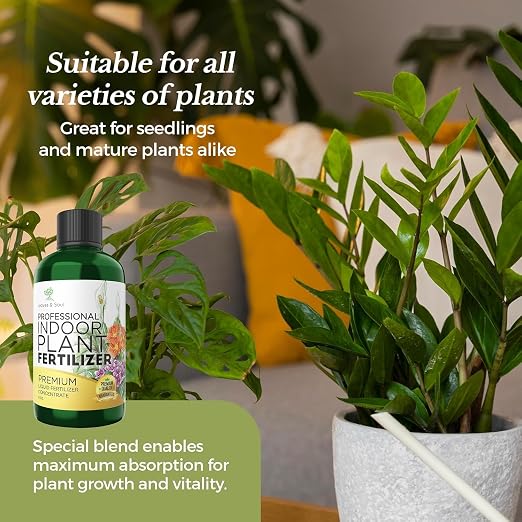Indoor Plant