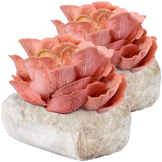 Pink Oyster
