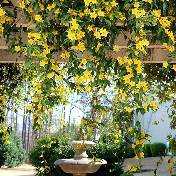 carolina-jasmine