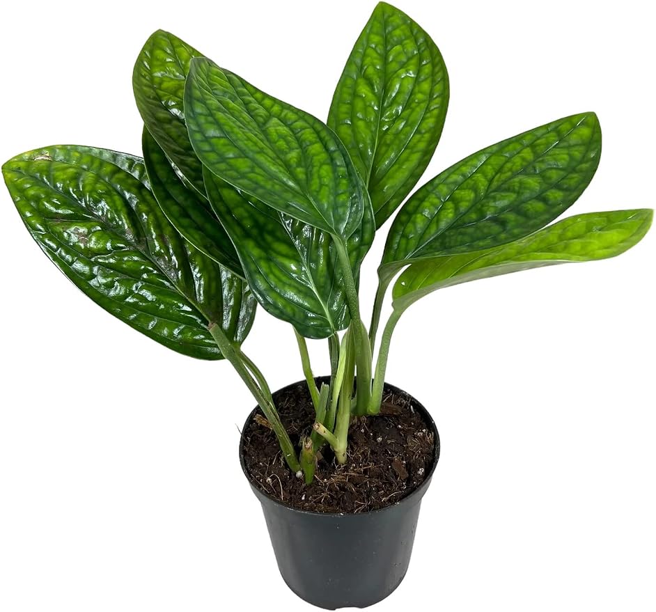 Monstera Karstenianum Soil Mix