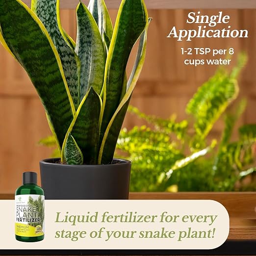 Snake Plant