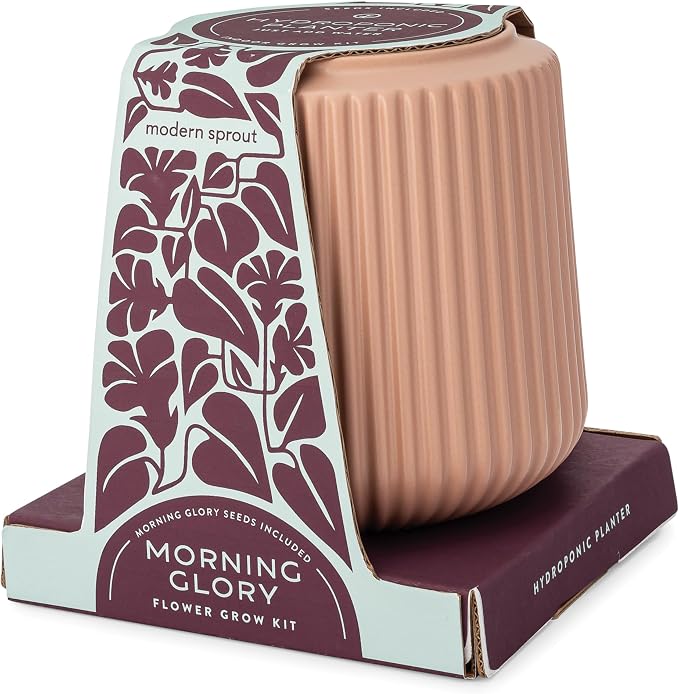 Morning Glory