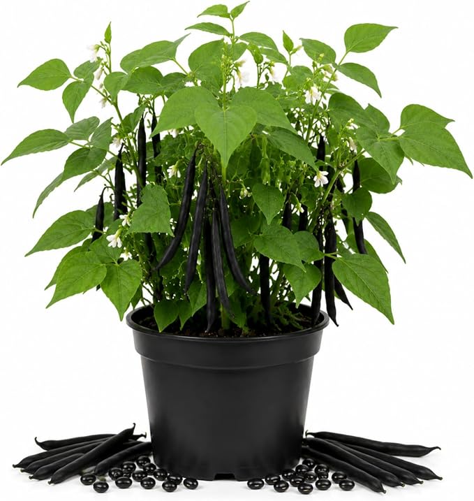 Black Bean