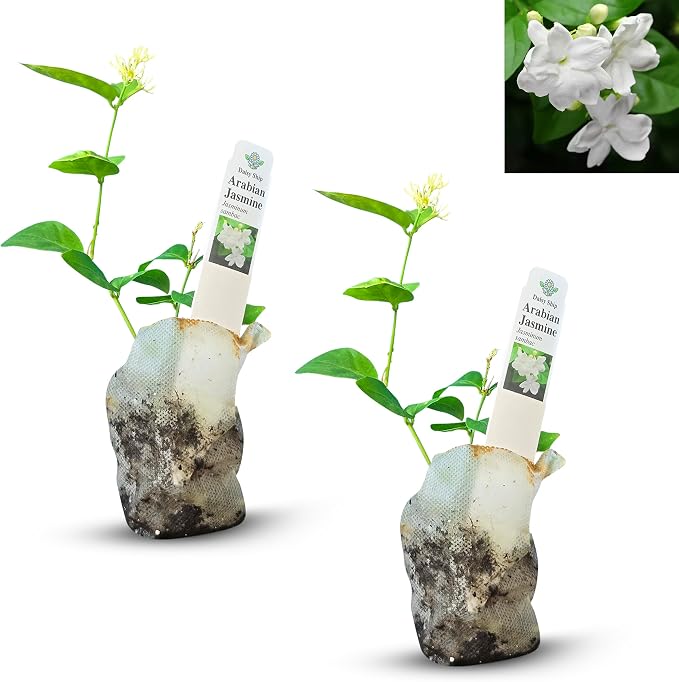 arab-jasmine