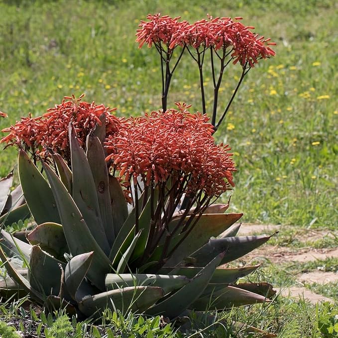 aloe-coral