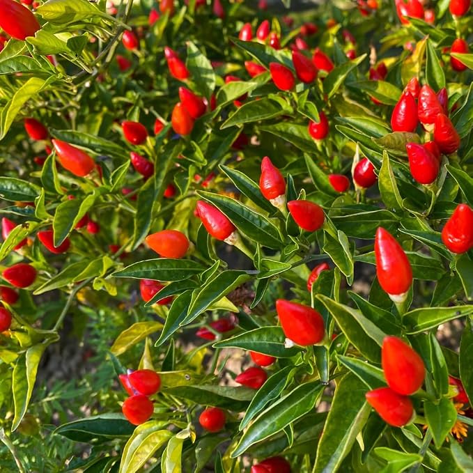 Mildly Hot Pepper