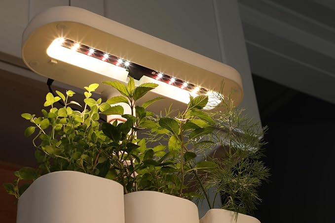 Good Root; Tabletop Planter; White; Dark Oak