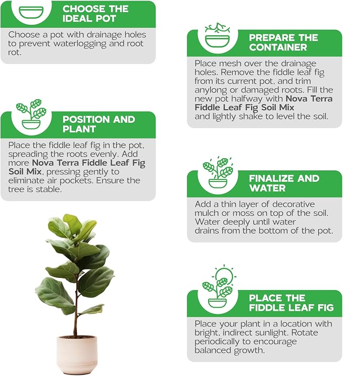 Fiddle Leaf Fig Soil