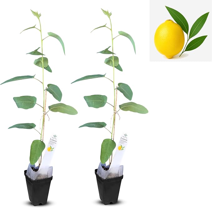 eucal-lemon