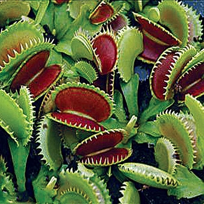 Dente Venus Fly Trap