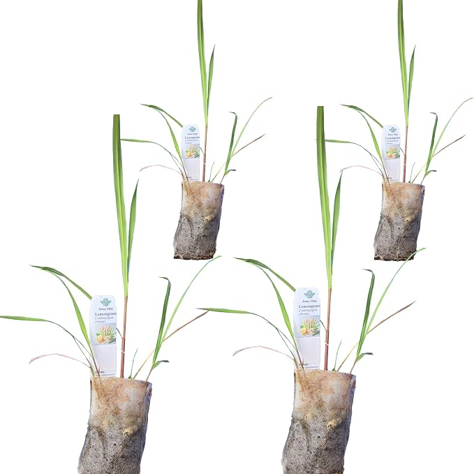 lemongrass