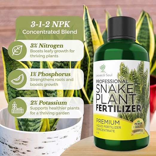Snake Plant