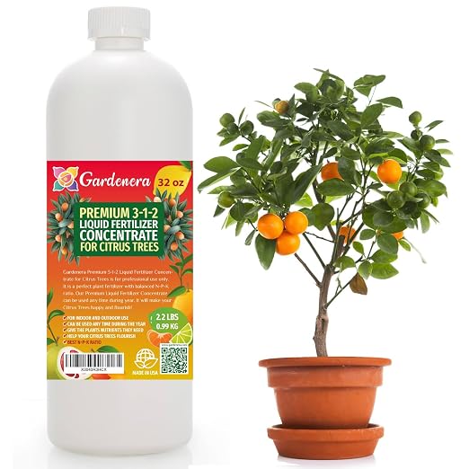 CITRUS TREE