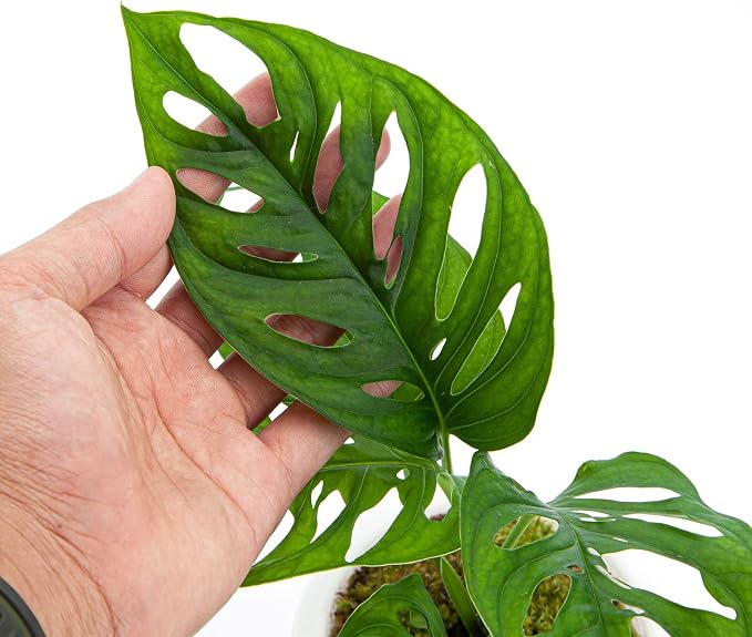 Monstera Acuminata Soil Mix