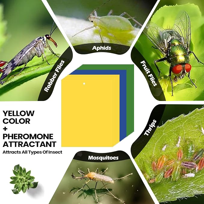 Yellow,Blue,Green
