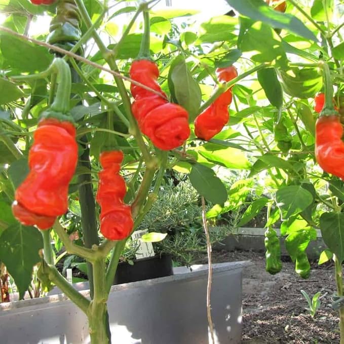 Hot Peter Pepper