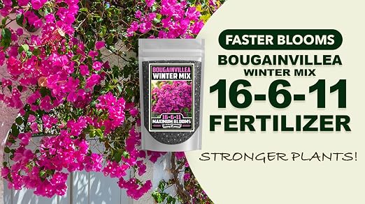 Bougainvillea Winter Mix