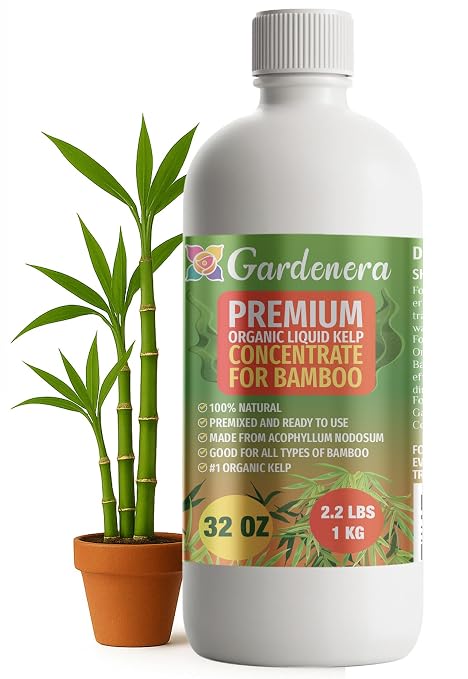BAMBOO
