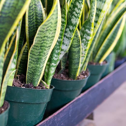 Snake Plant Fertilizer