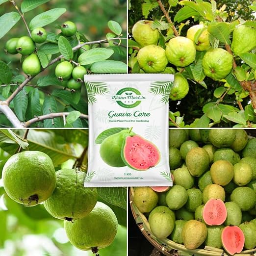 Guava
