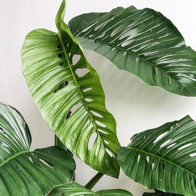 Monstera Lechleriana Schott Soil Mix