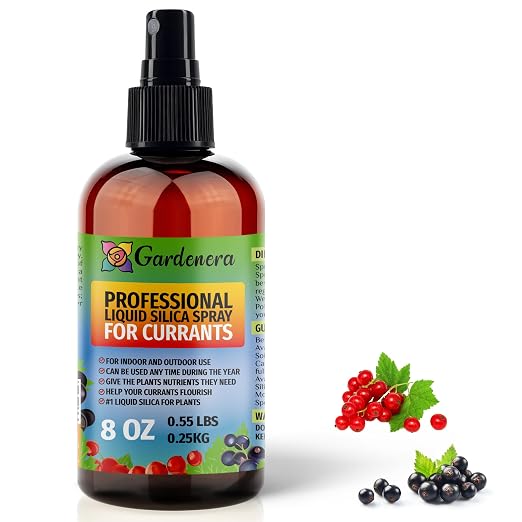 CURRANTS Plants
