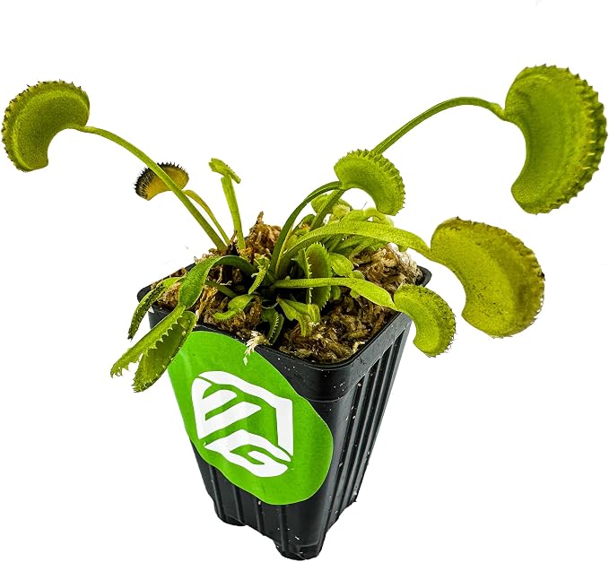 Dente Venus Fly Trap