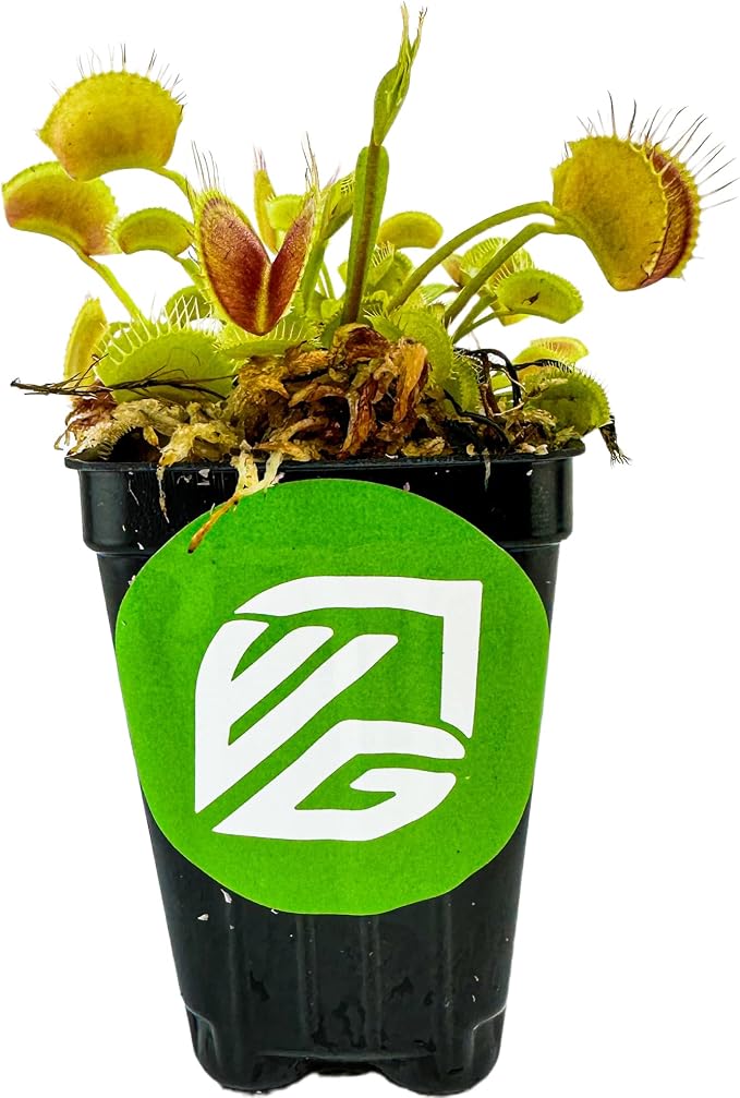 Regular Venus Fly Trap
