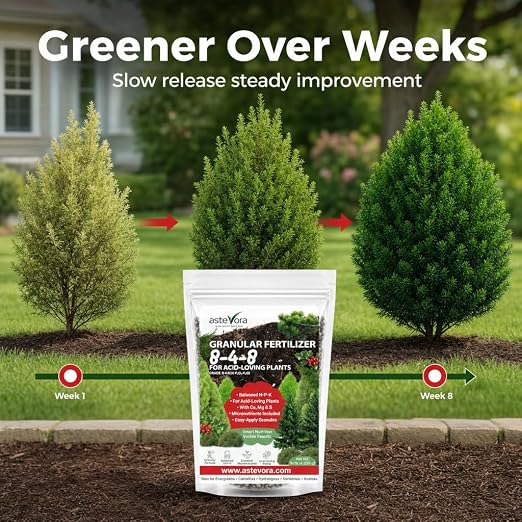 Evergreen Fertilizer