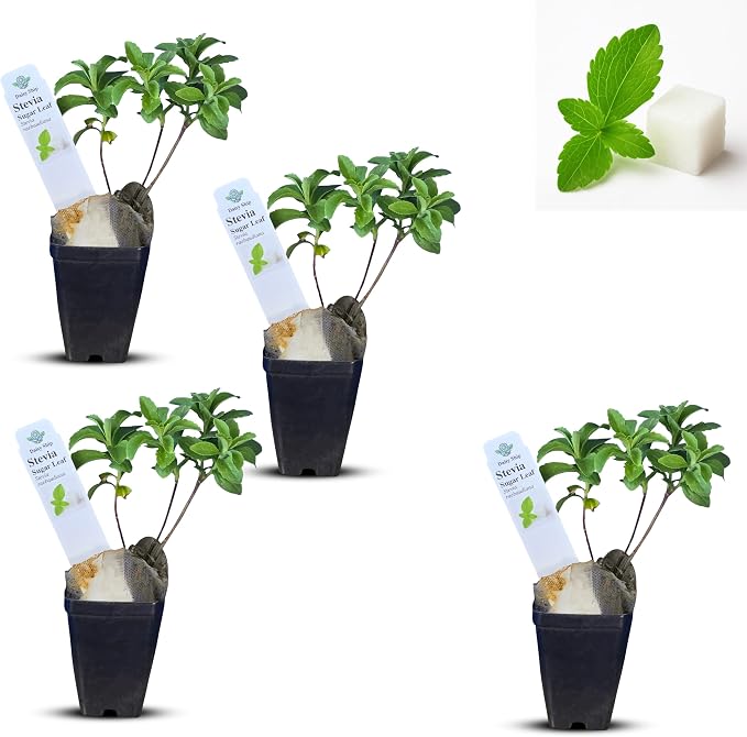 stevia