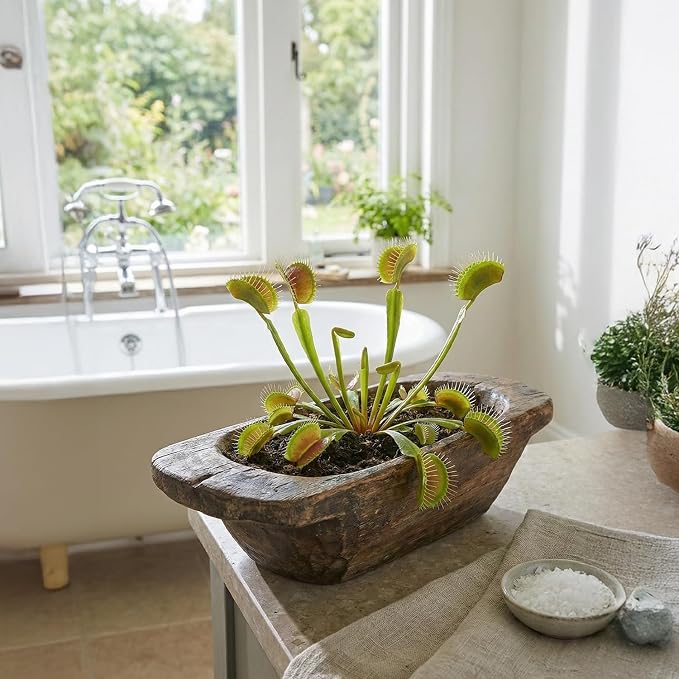 Venus Fly Trap