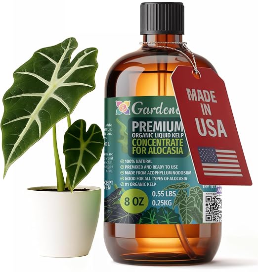 ALOCASIA