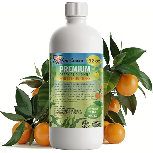 CITRUS TREES