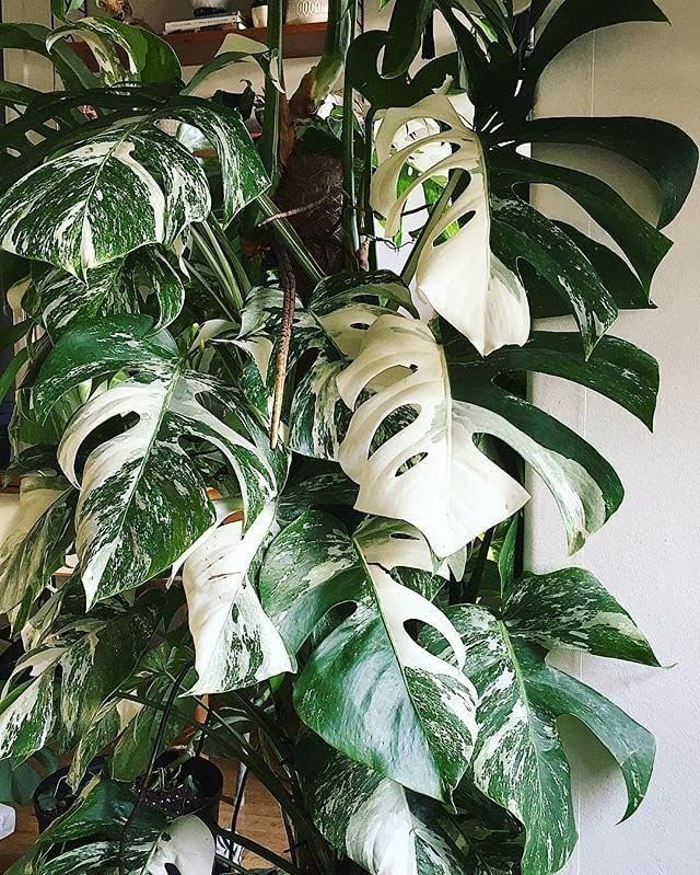 Monstera Albo Variegata Soil Mix