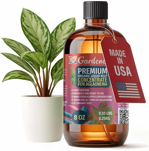 AGLAONEMA