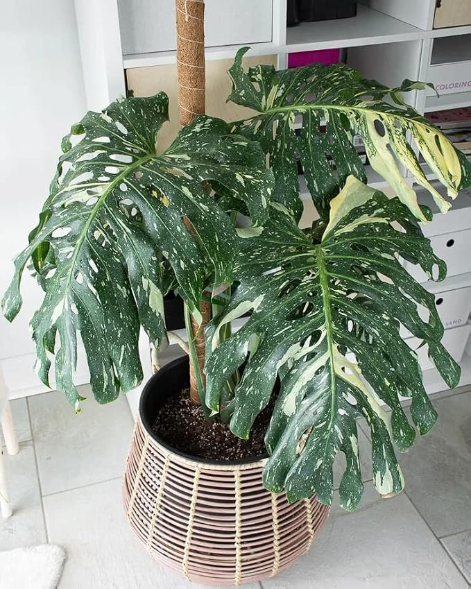 Thai Consteallation Monstera Soil Blend