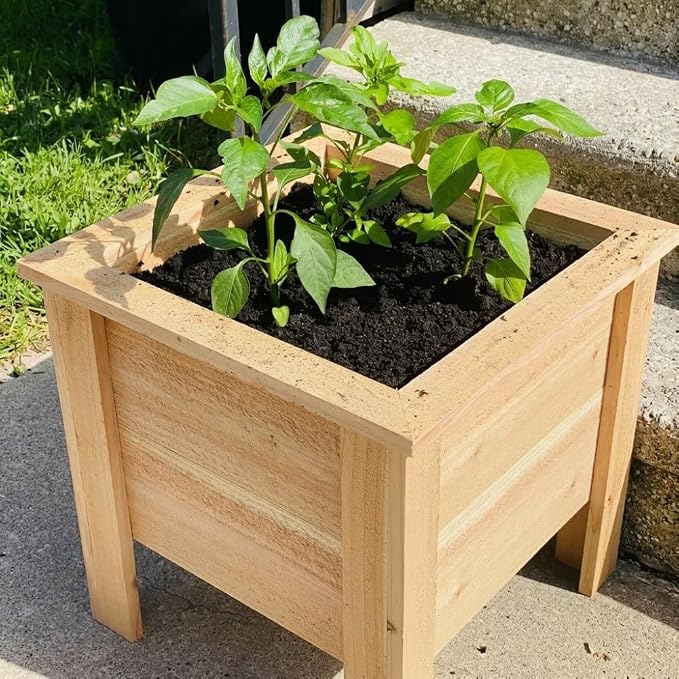 Variegated Chocolate Cherry Peppers
