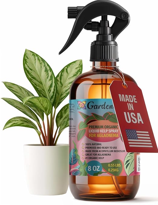 AGLAONEMA