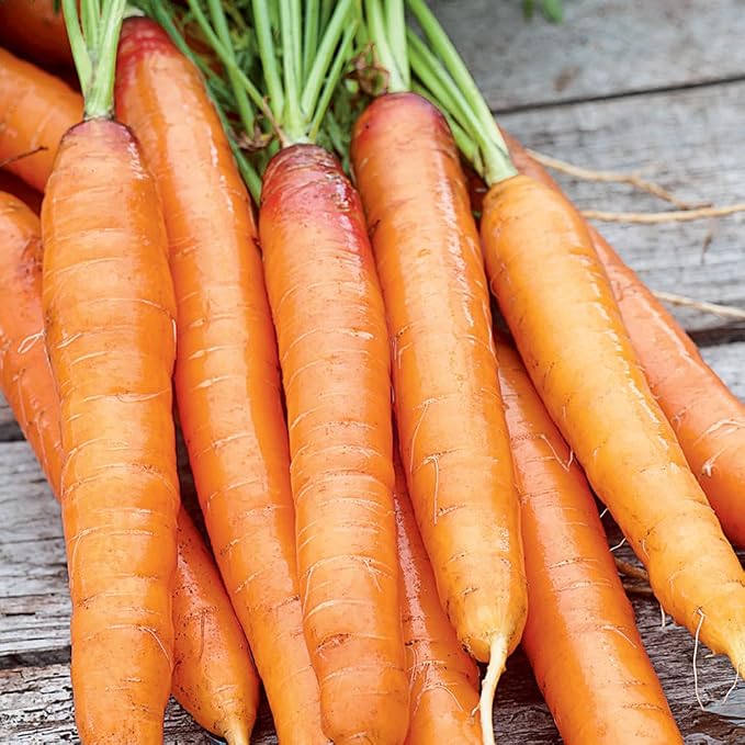 Carrot Touchon Seed Multipack - 7 Pack