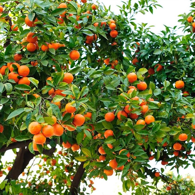 ORANGE TREE