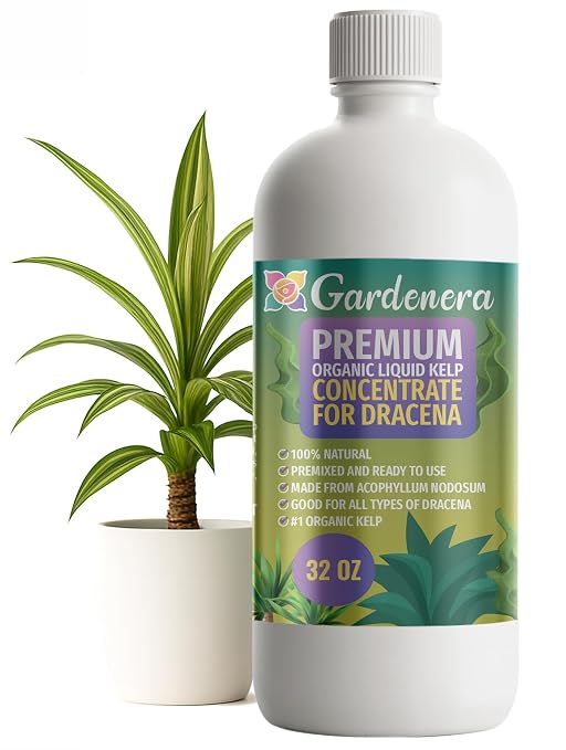 DRACAENA