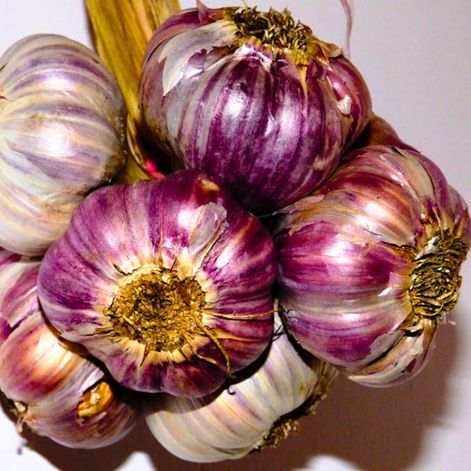 Purple Garlic