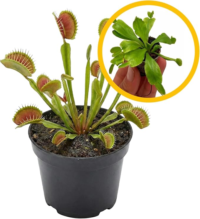Venus Fly Trap