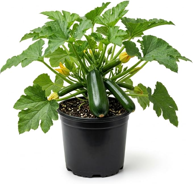 Green Squash