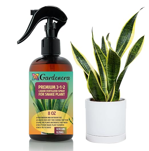 SNAKE PLANT
