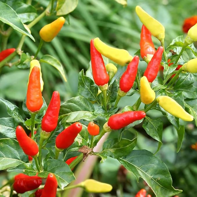 Pequine Super Chili Pepper