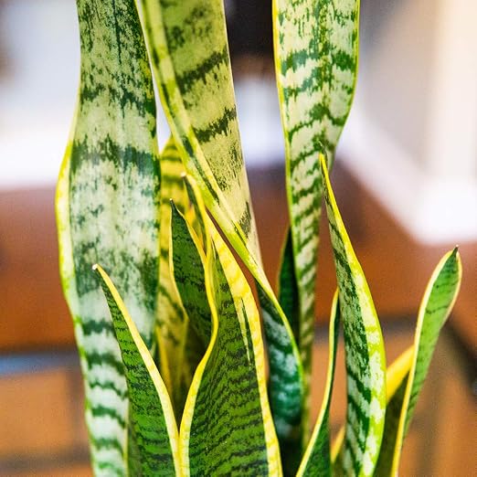 Snake Plant Fertilizer